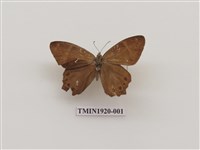 藏品(深山黛眼蝶)的圖片